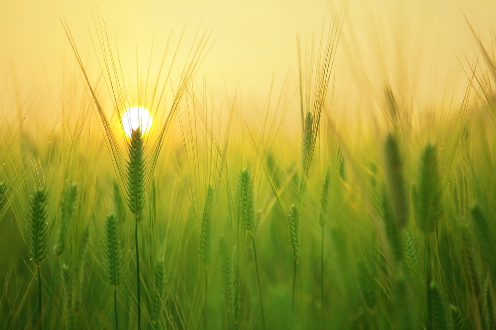 Nouveau cadre pour l'agriculture, la sylviculture, la pêche et l'aquaculture